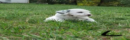 Dalmatian dogs for sale: Liz - Ad 3