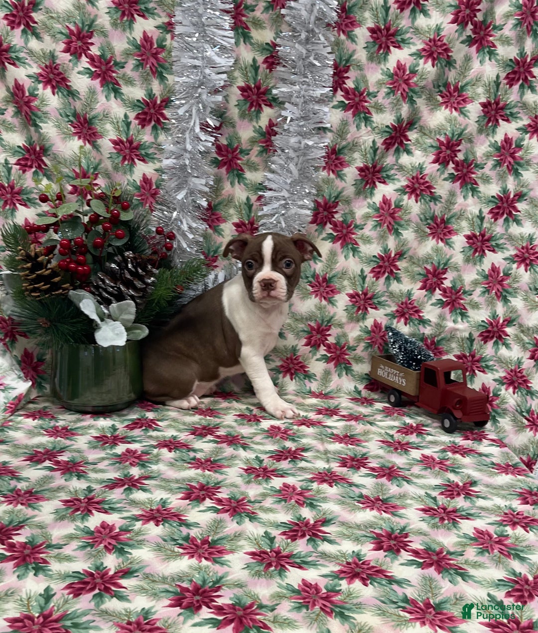 Boston Terrier dogs for sale: Arielle - Ad 3