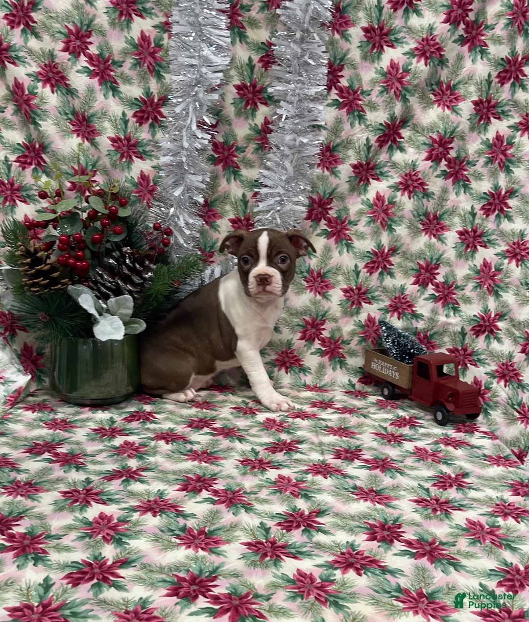 Boston Terrier dogs for sale: Arielle - Ad 3