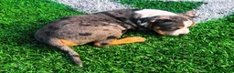 American Bully dogs for sale: "LUDACRIS" BLUE MERLE TRI COLOR - Ad 2