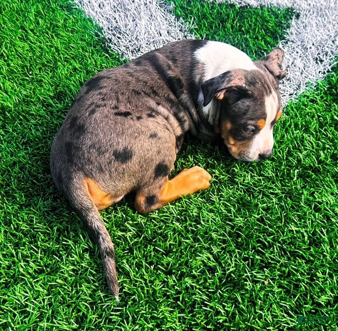 American Bully dogs for sale: "LUDACRIS" BLUE MERLE TRI COLOR - Ad 2
