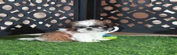 Shih Tzu dogs for sale: Allie Sweet Imperial Shihtzu  - Ad 4