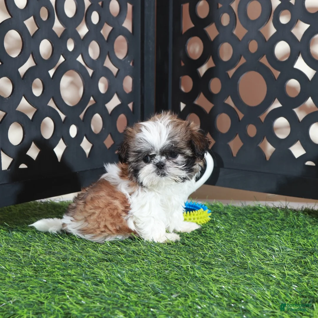 Shih Tzu dogs for sale: Allie Sweet Imperial Shihtzu  - Ad 4