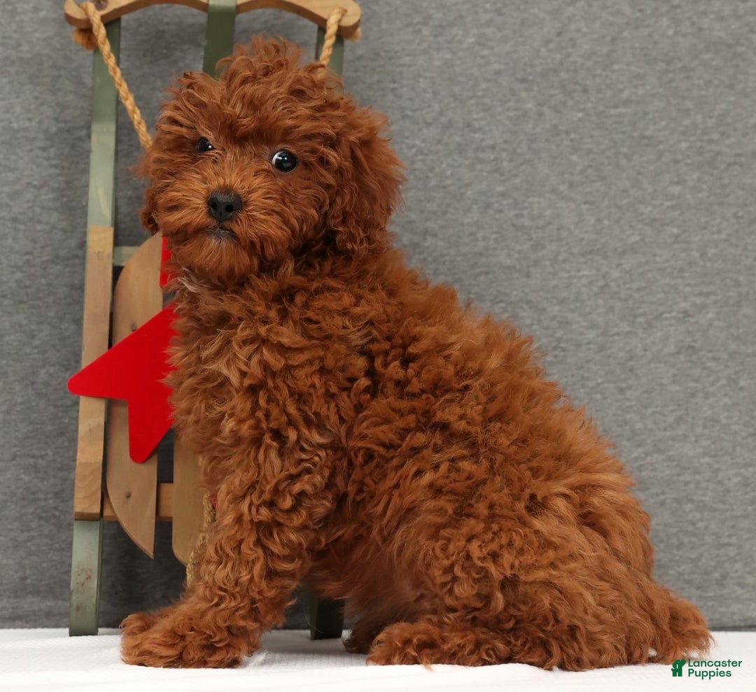 Miniature Poodle dogs for sale: Fifi - Ad 5