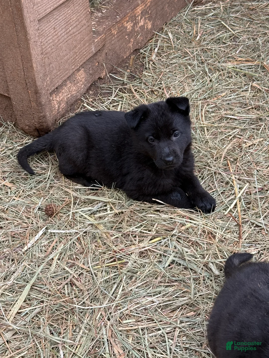 German Shepherd dogs for sale: German Shepherd Puppy 2 - Ad 2