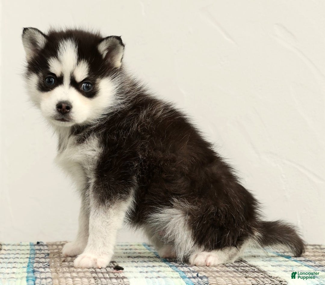 Pomsky dogs for sale: Sampson - Ad 2