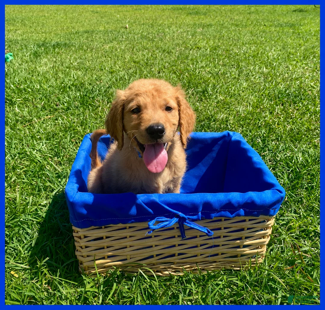 Golden Retriever dogs for sale: Golden Retriever Puppy 1 - Ad 1