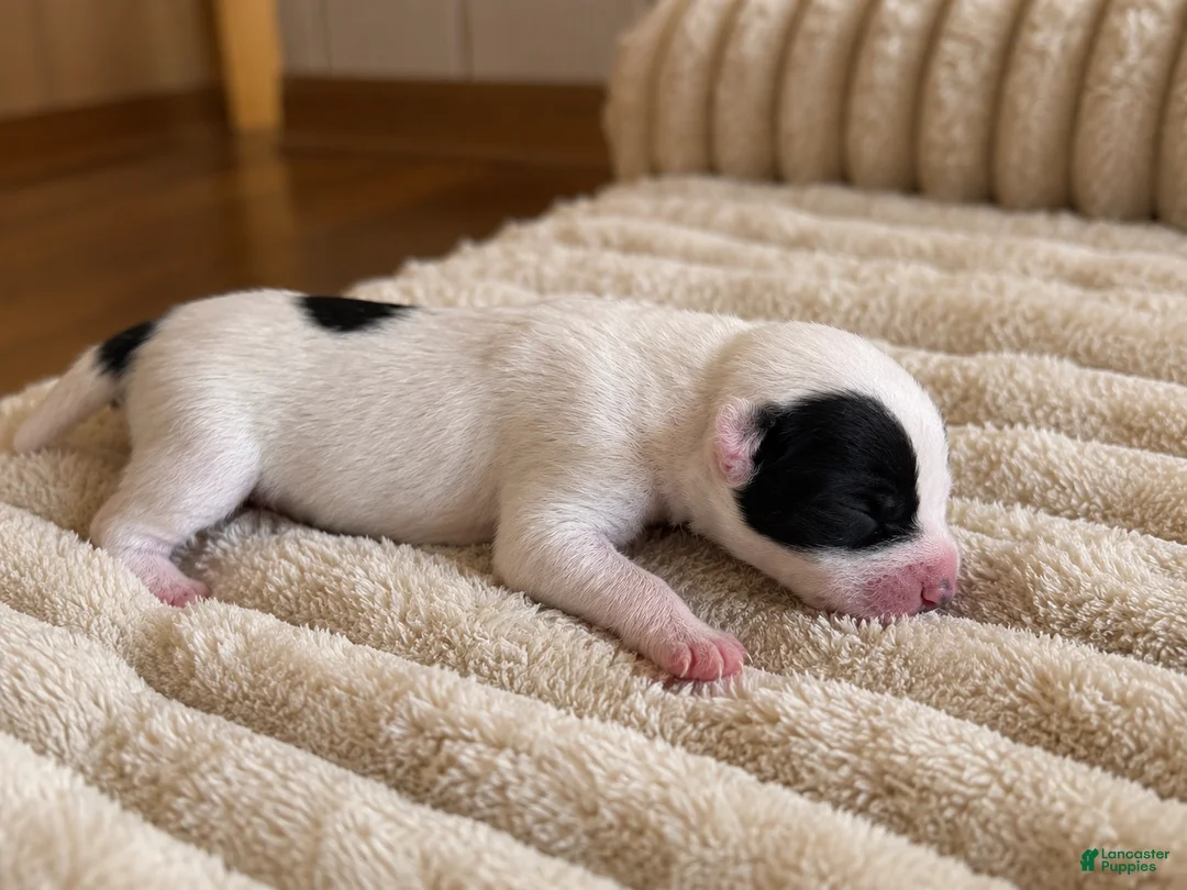 Mixed Breed dogs for sale: Puppy 8 - Ad 1