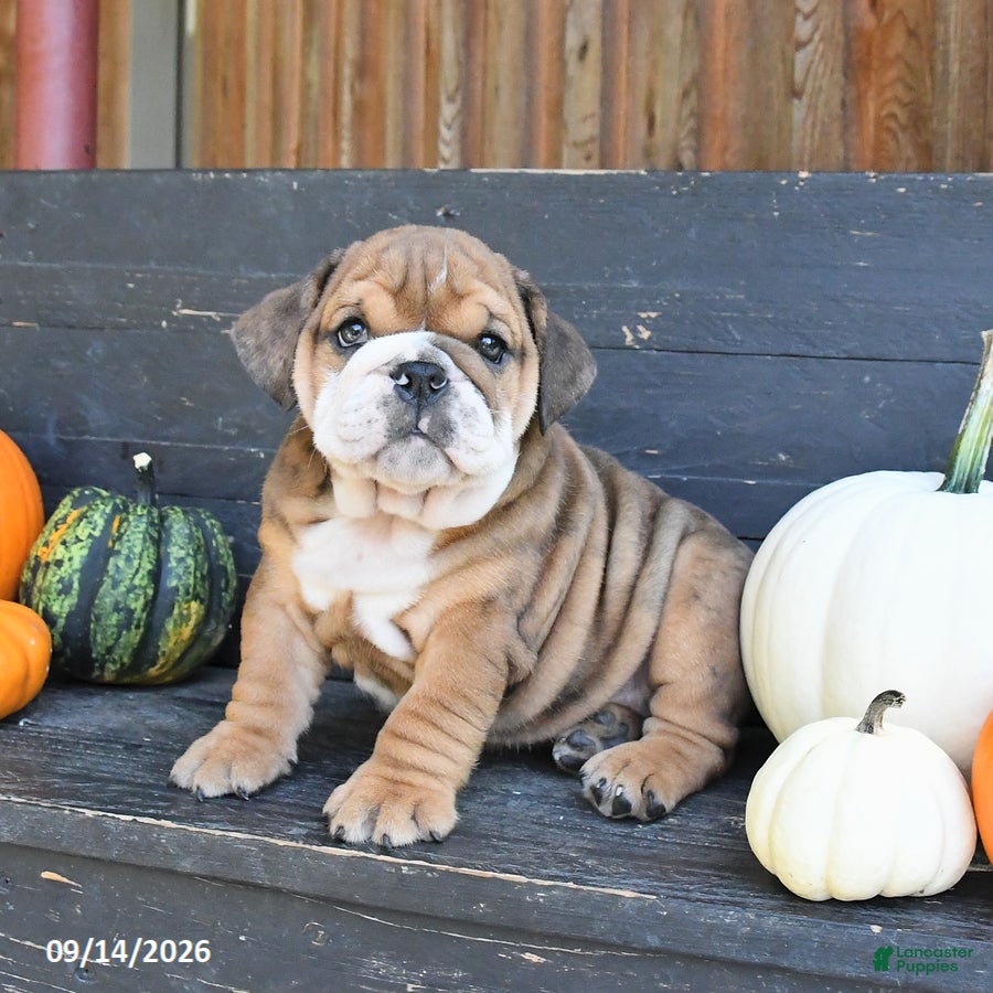 English Bulldog dogs Jennica - Ad 2