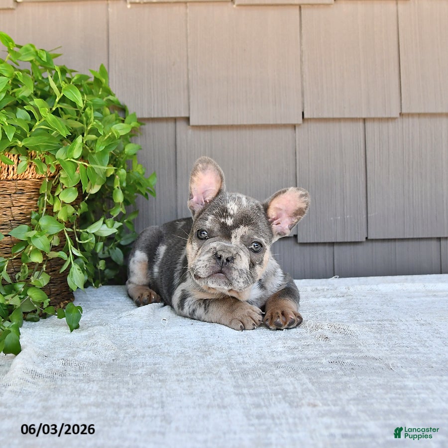 French Bulldog dogs for sale: Taco - Ad 4