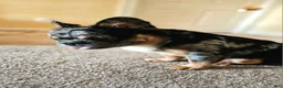 French Bulldog dogs for sale: Ahumado, the bold charmer 🐾 - Ad 4