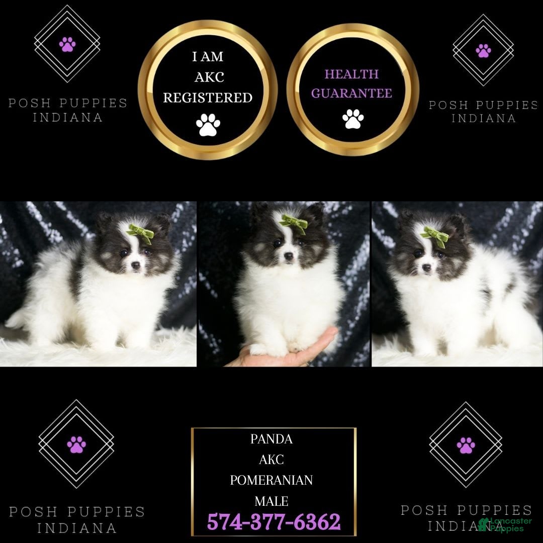 Pomeranian dogs for sale: Bingo - Ad 7