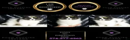 Pomeranian dogs for sale: Bingo - Ad 7