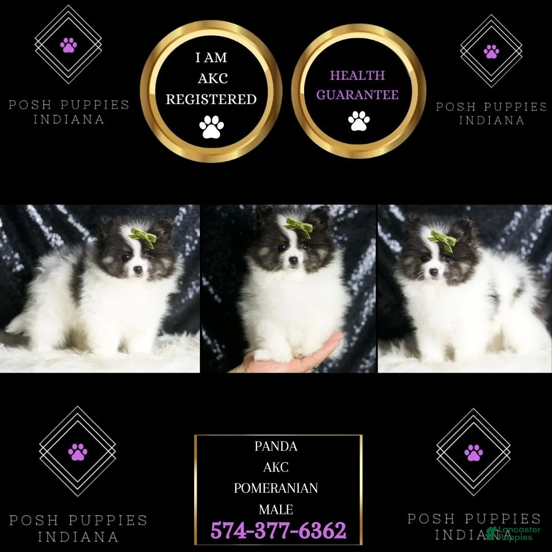 Pomeranian dogs for sale: Bingo - Ad 7