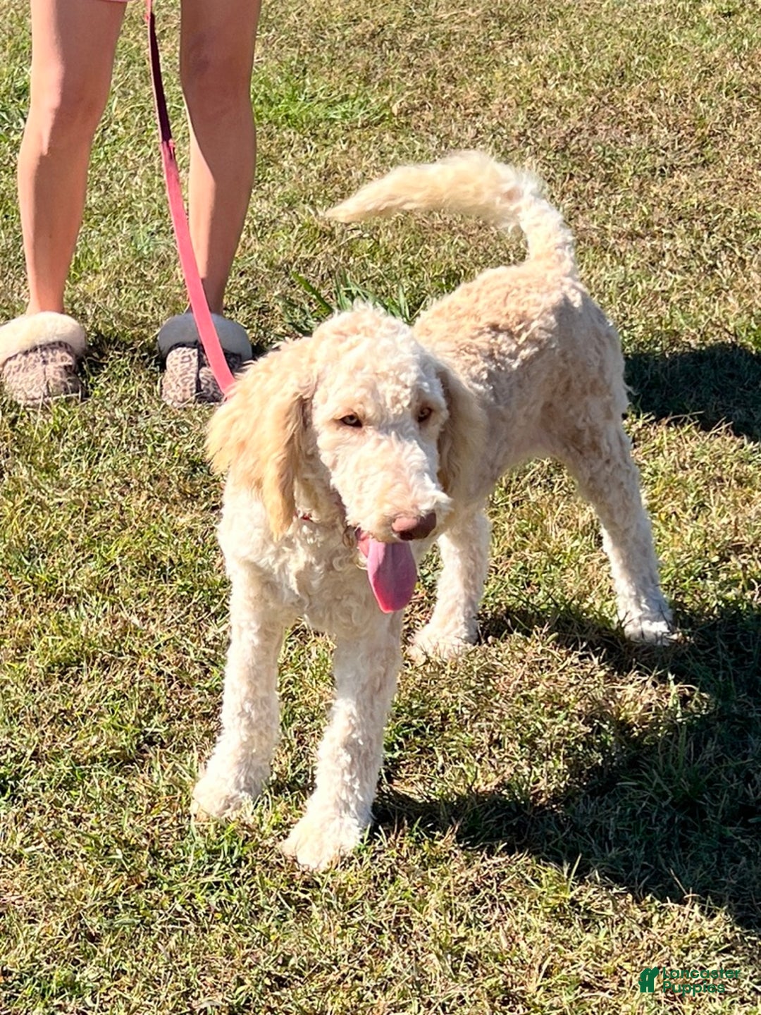 Labradoodle dogs for sale: Waffles - Ad 2