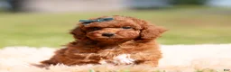 Toy Poodle dogs for sale: Muffin AKC - Ad 5