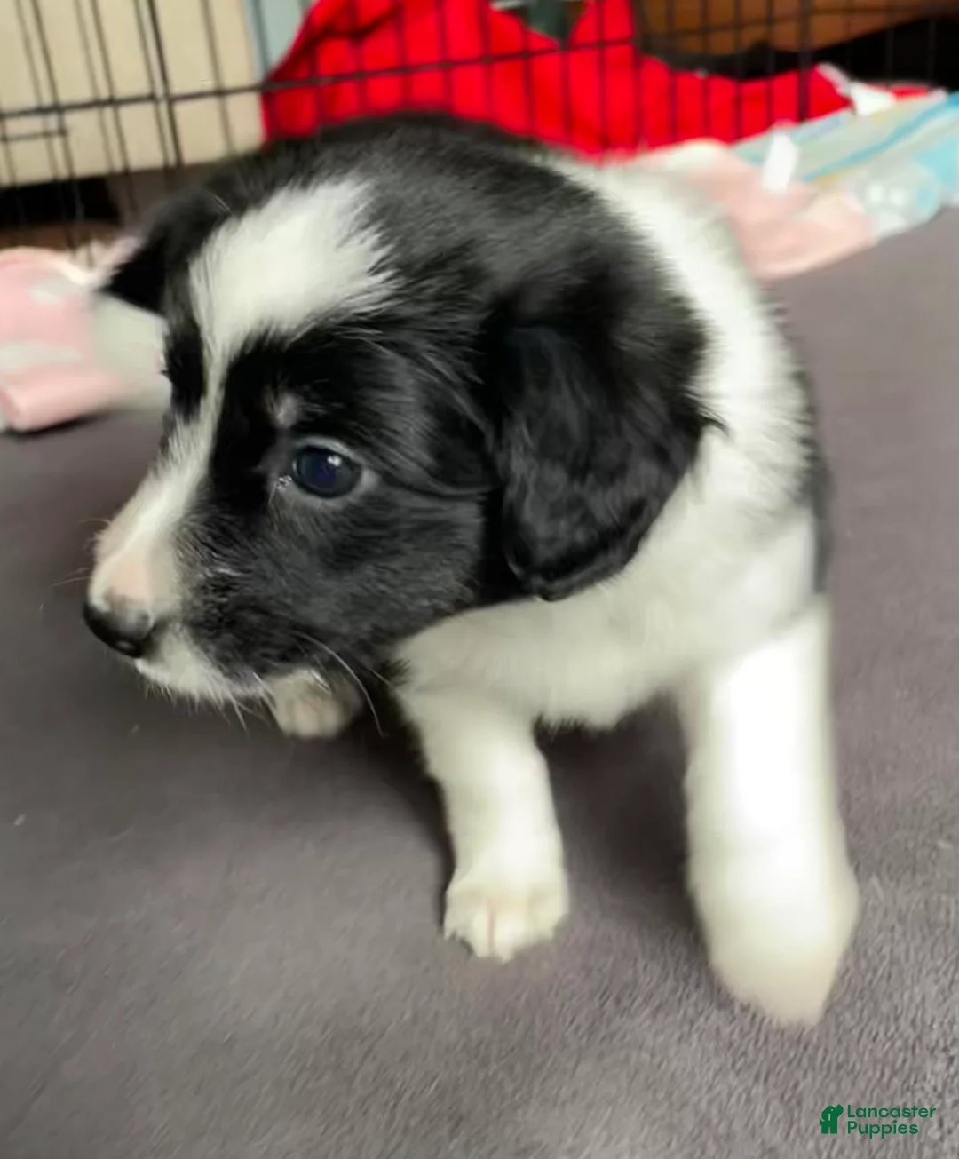 Mixed Breed dogs for sale: SOLD.  J - Female - Ad 3