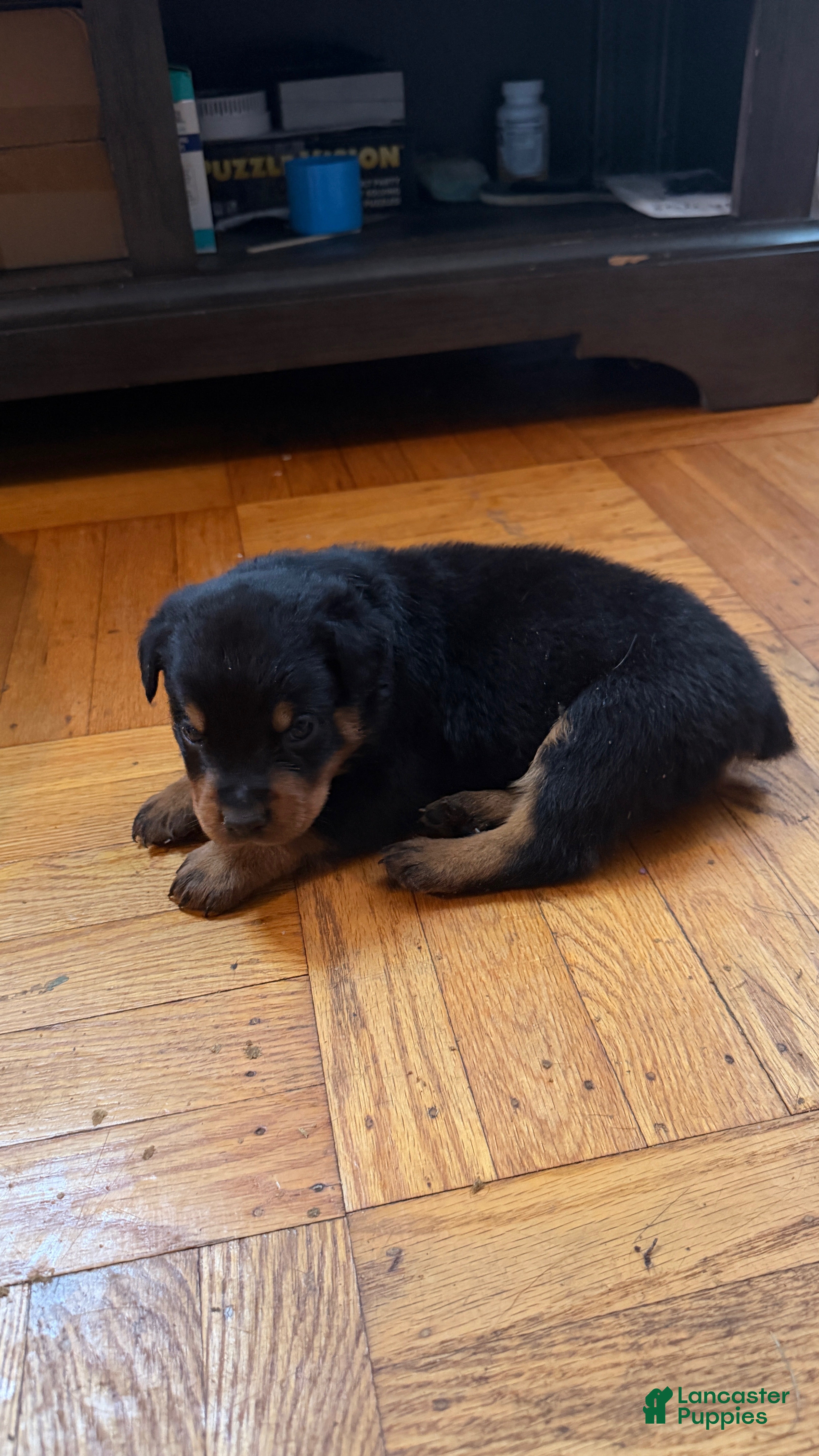 Rottweiler dogs Bluey - Ad 6