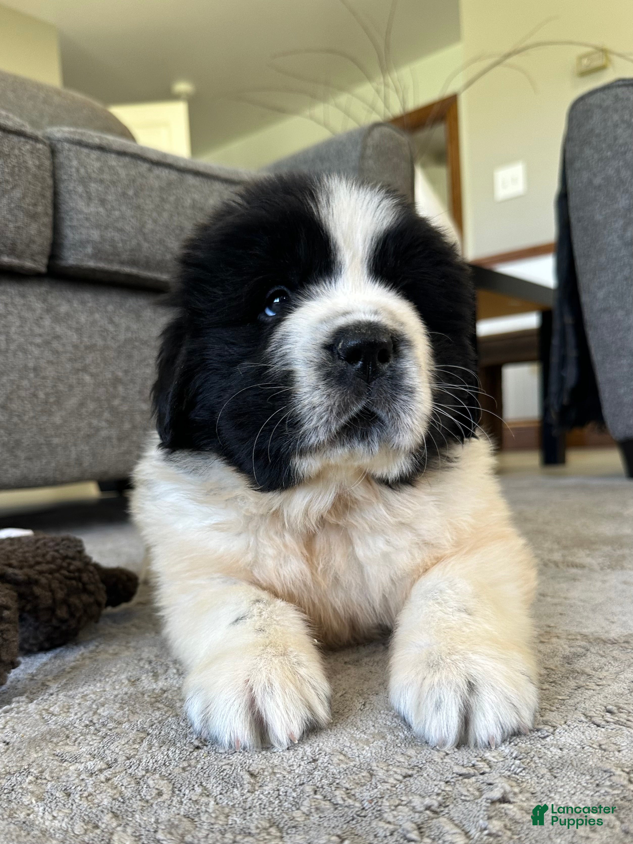 “ Boone” OFA, CH, AKC 