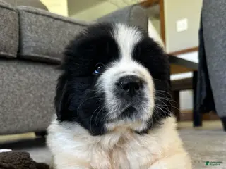 Newfoundland dogs for sale: “ Boone” OFA, CH, AKC - Ad 1