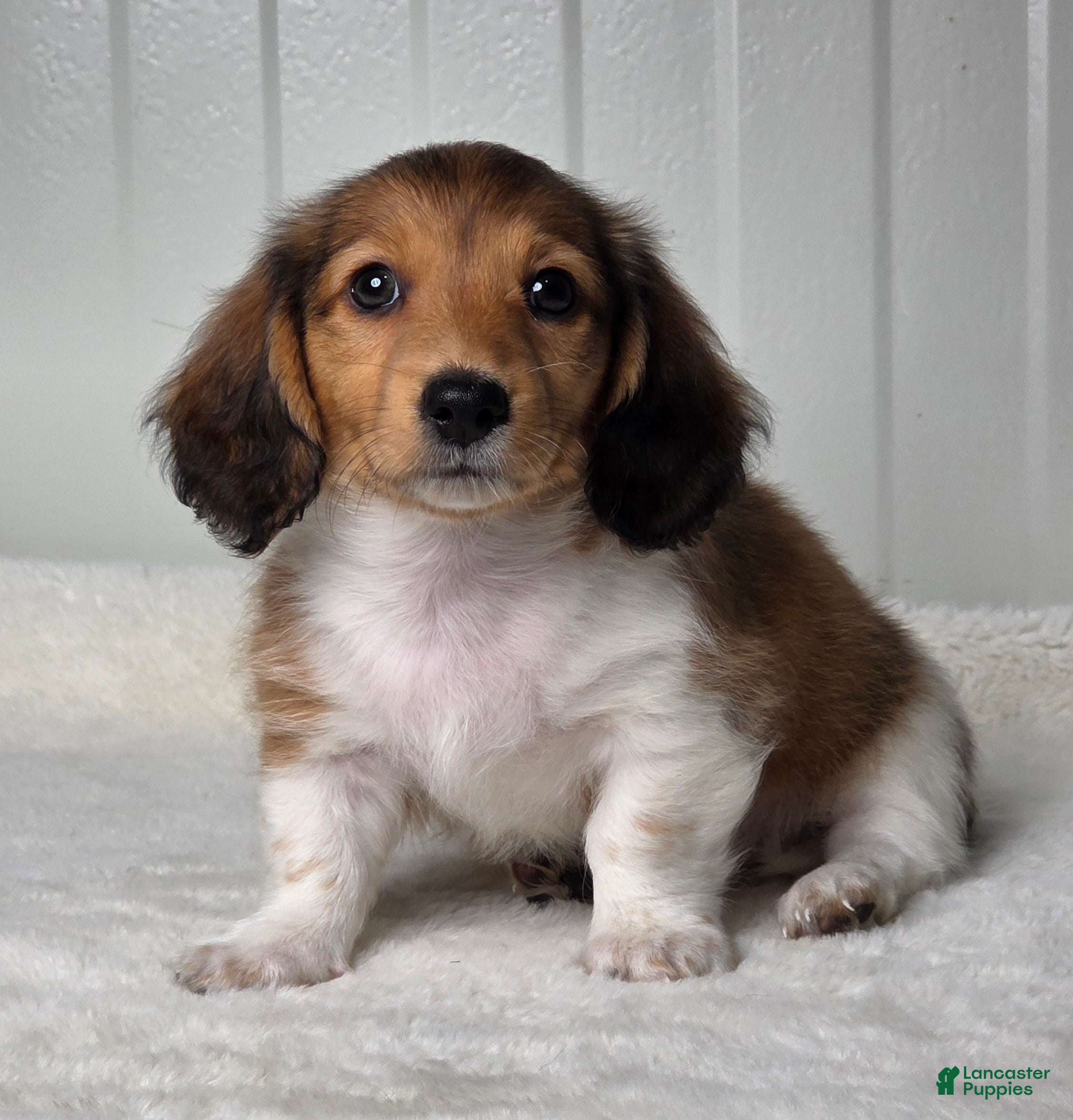 Miniature Dachshund dogs Andy - Ad 1