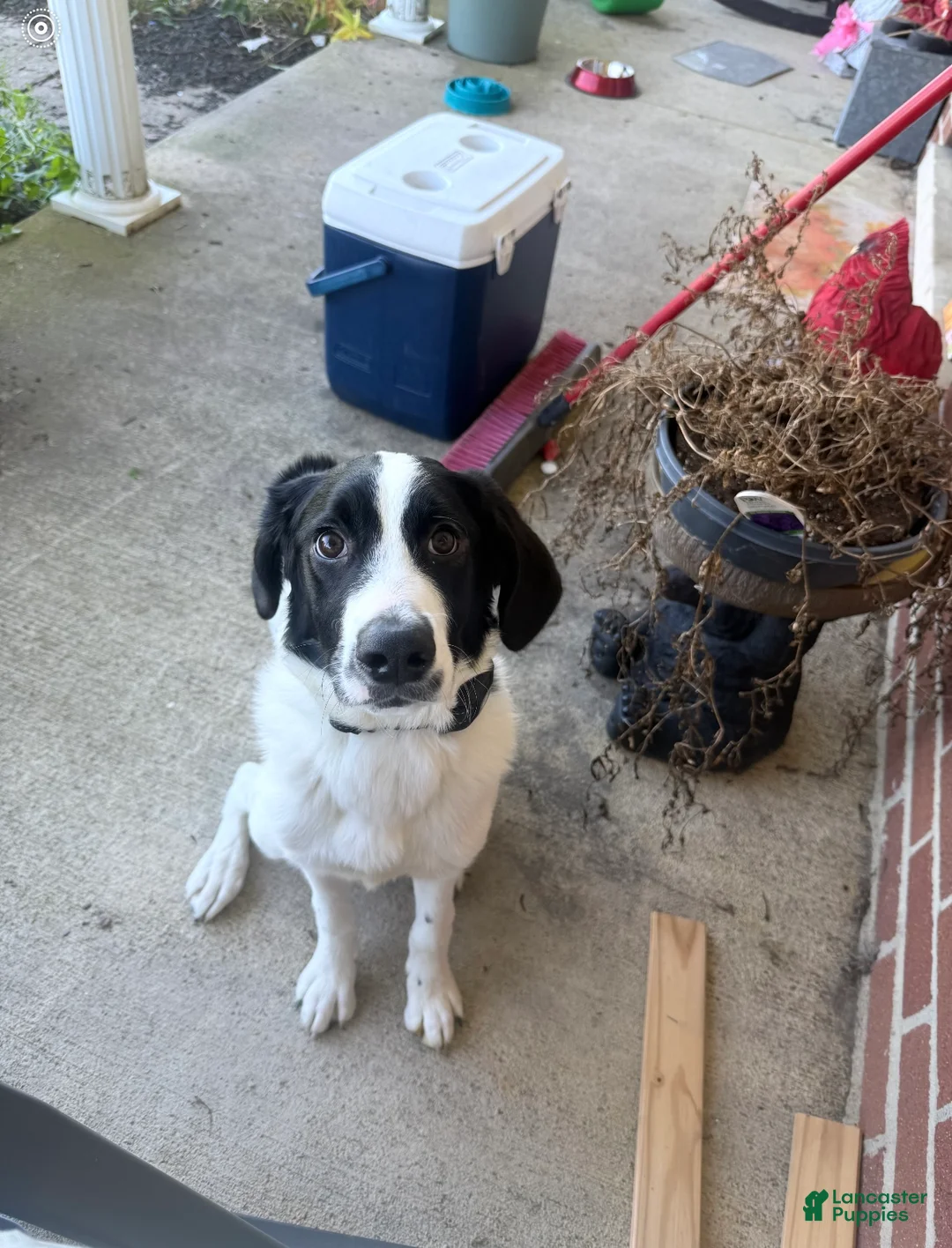 Bernedoodle dogs for sale: Previous Litter babies - Ad 2