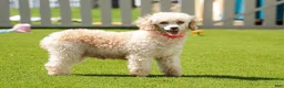 Miniature Poodle dogs for sale: Colleen - Ad 7