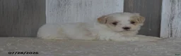 Maltipoo dogs for sale: Pansy - Ad 3