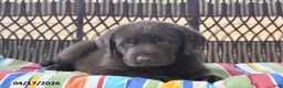 Labrador Retriever dogs for sale: Jake - Ad 5