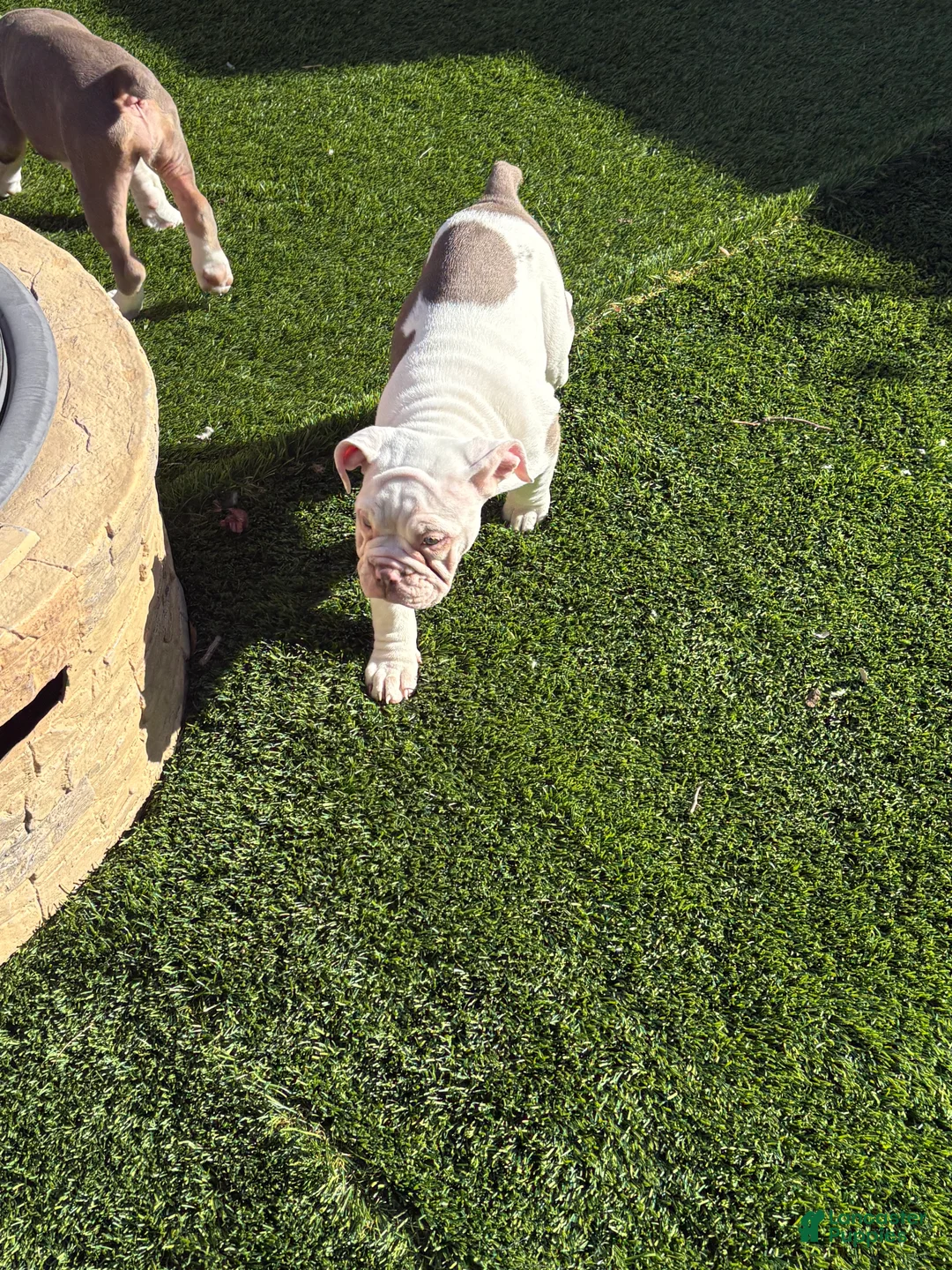 Olde English Bulldogge dogs for sale: Olde English Bulldogge Puppy 4 - Ad 4