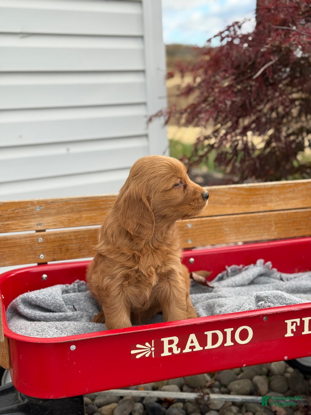 Goldendoodle dogs for sale: Bunnie - Ad 7