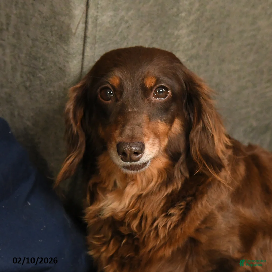 Miniature Dachshund dogs for sale: Harmony - Ad 5