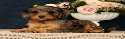 Cavapoo dogs for sale: Kurt - Ad 7