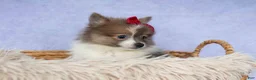 Pomeranian dogs for sale: Everest🐾 - Ad 6