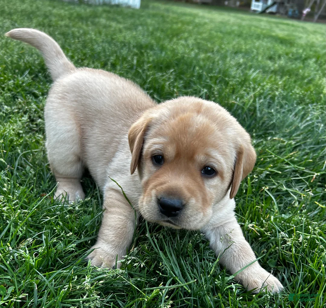 Labrador Retriever dogs for sale: Tony - Ad 2