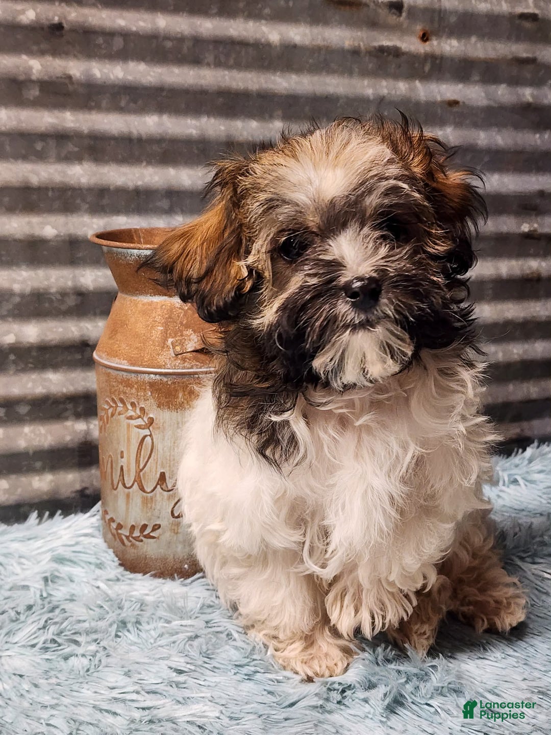 Havapoo dogs for sale: Maria - Ad 2