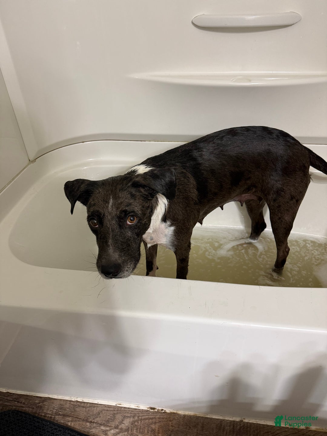 Mixed Breed dogs for sale: Puma - Ad 8