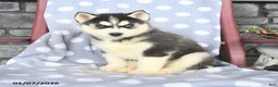 Siberian Husky dogs for sale: Angus - Ad 3