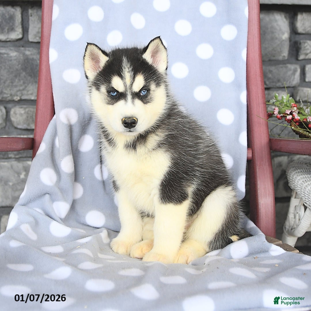 Siberian Husky dogs for sale: Angus - Ad 3