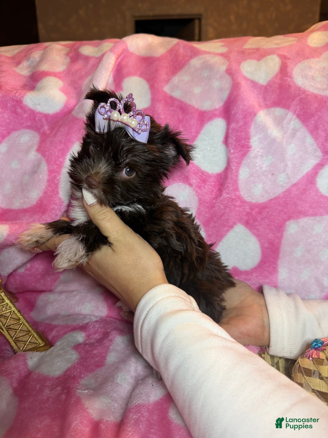 Yorkshire Terrier dogs for sale: Yorkshire Terrier Puppy 2 - Ad 3