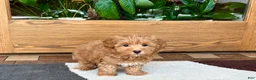 Havapoo dogs for sale: Havapoo Puppy 3 - Ad 8