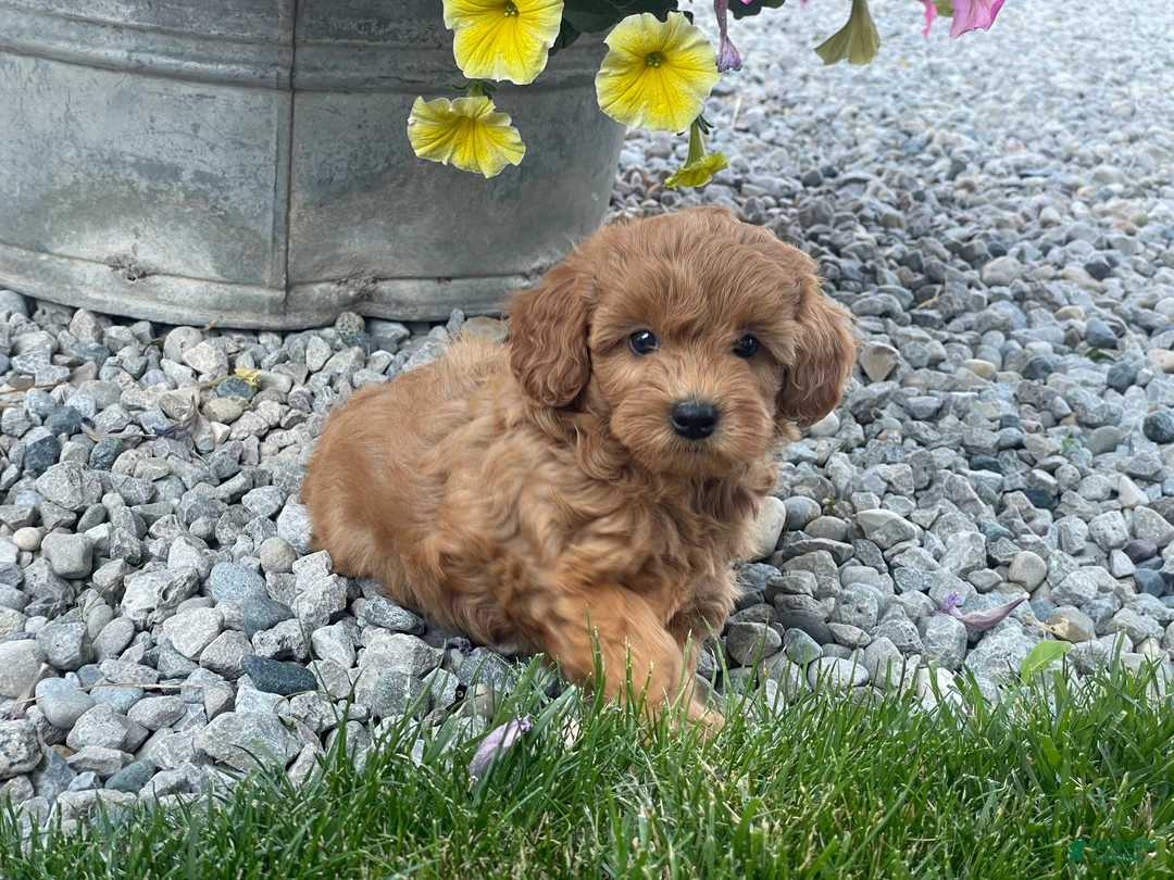 Mini Goldendoodle dogs for sale: Miles Mini Goldendoodle  - Ad 1