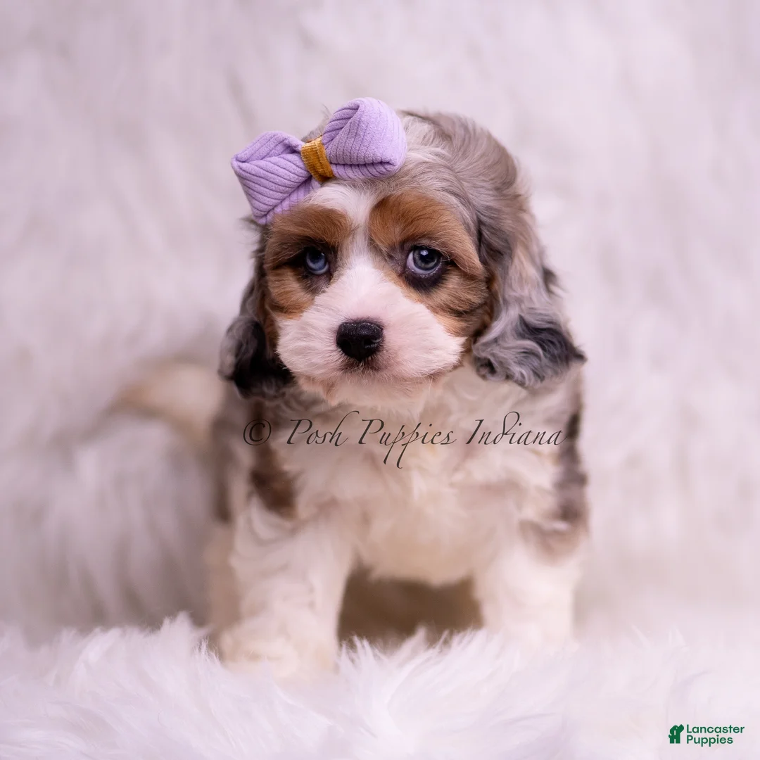 Cavapoo dogs for sale: Fantastic - Ad 6