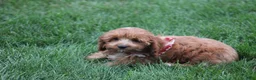 Cavapoo dogs for sale: Benni - Ad 8
