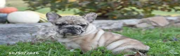 French Bulldog dogs for sale: Tank - Ad 2