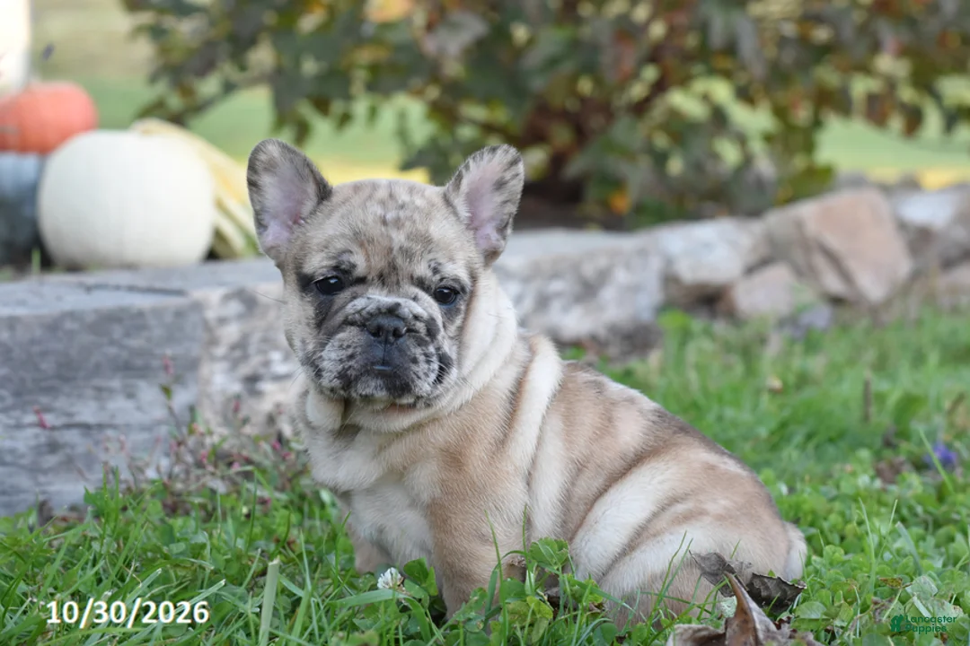 French Bulldog dogs for sale: Tank - Ad 2