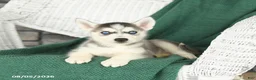Siberian Husky dogs for sale: Val  - Ad 4
