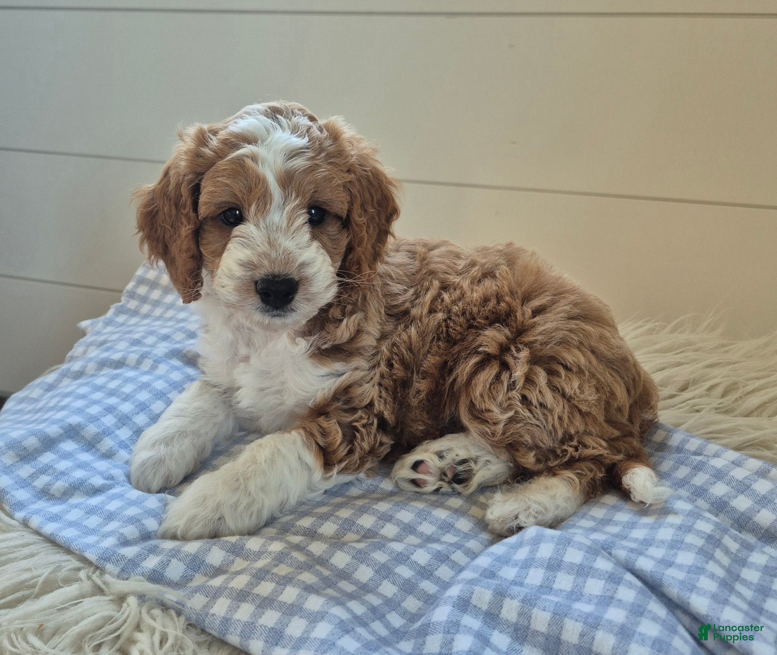Cockapoo dogs for sale: Blaze - Ad 1