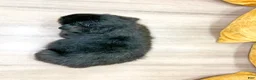 Rottweiler dogs for sale: Indie - Ad 4