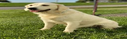Golden Retriever dogs for sale: Marshmallow Cream - Ad 7